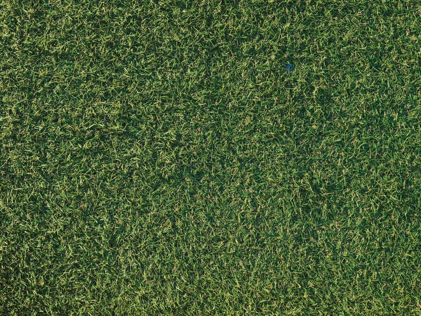 Top View of Synthetic Green Grass