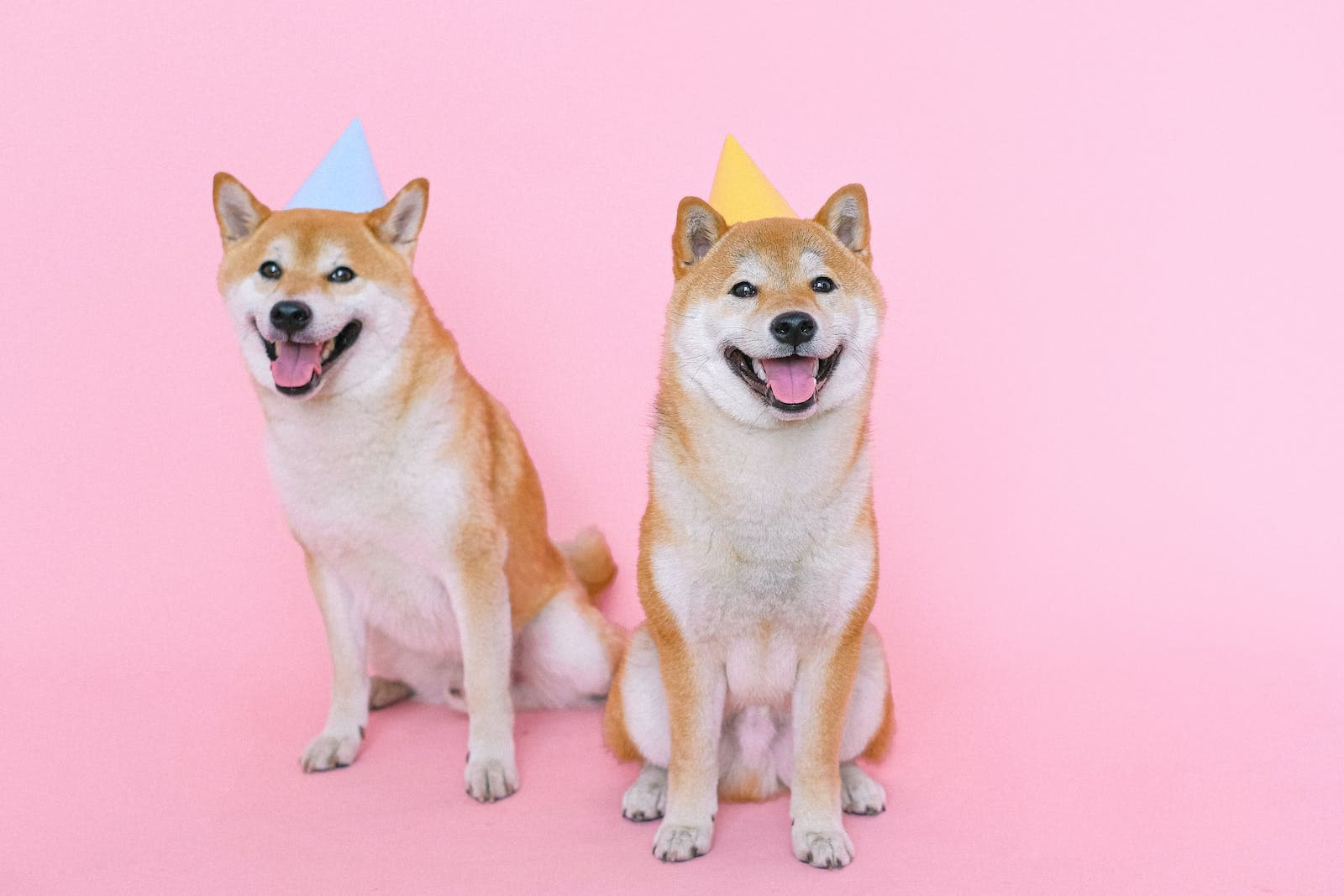 shinu ibu dogs wearing party hats
