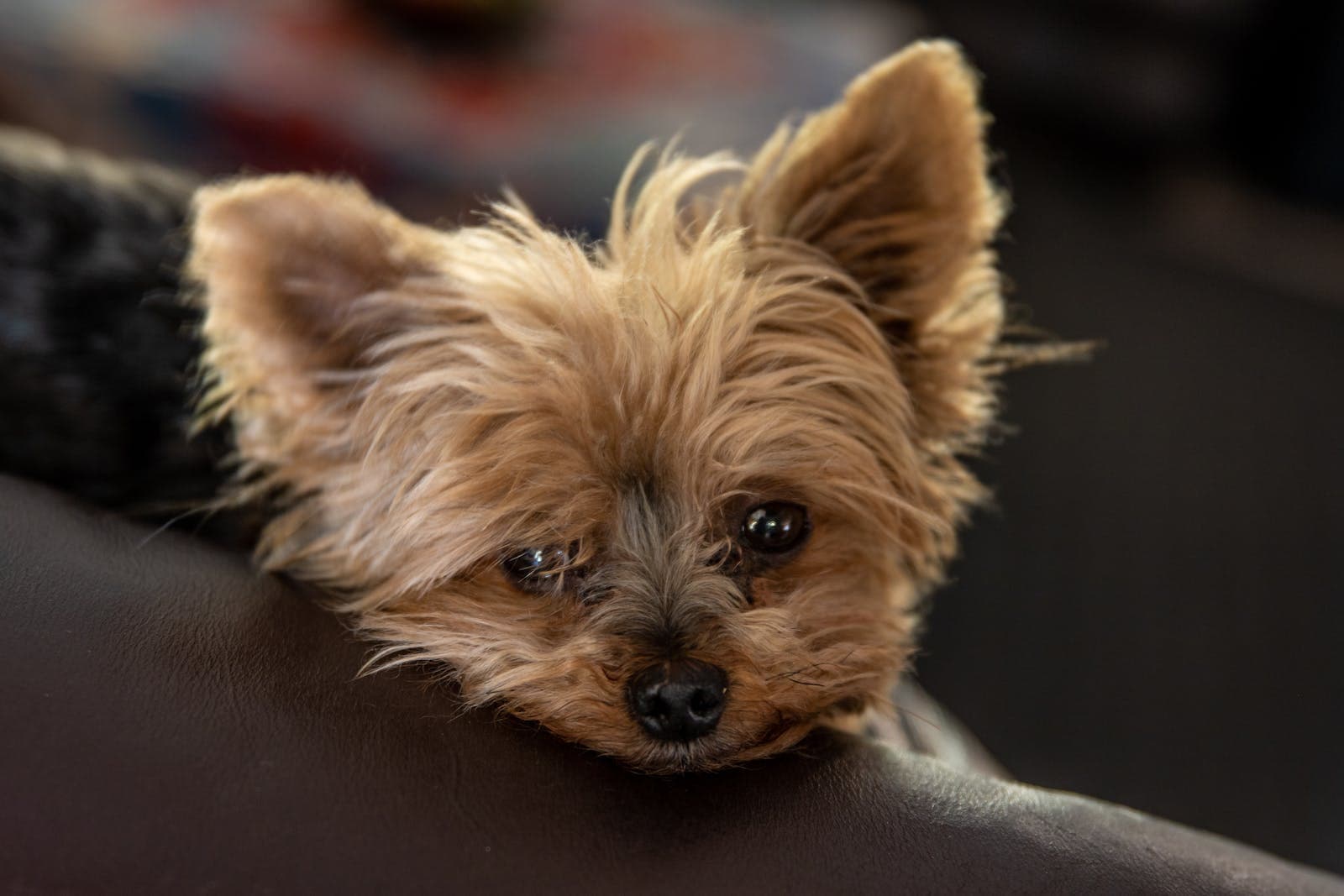 Black and Tan Australian Terrier Yorki Puppy