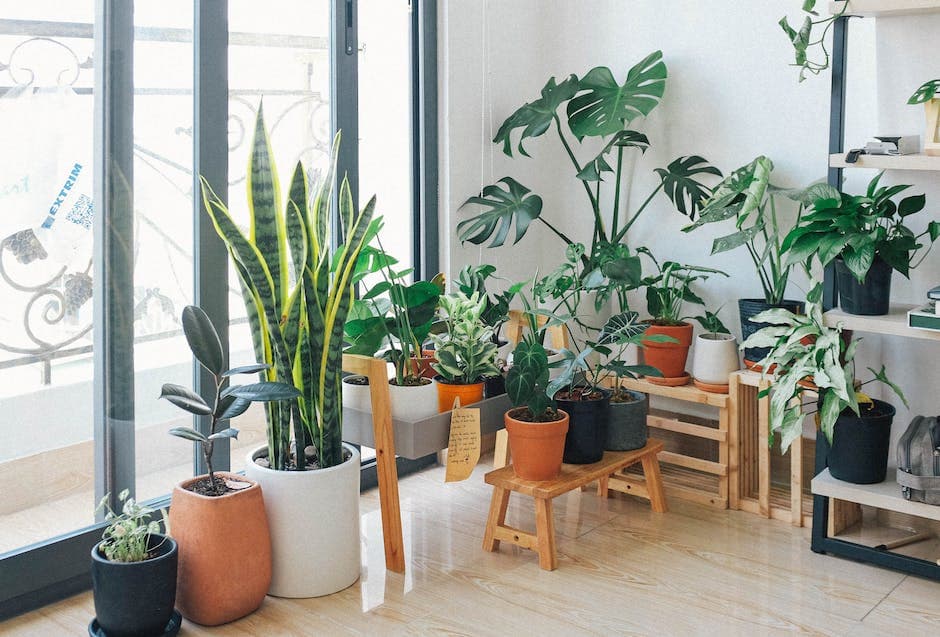 Potted Yucca Plant Indoors