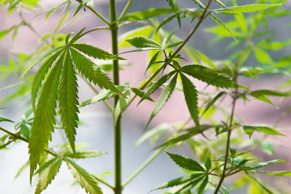 Cannabis in Close Up Photography