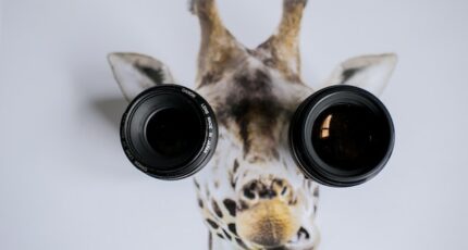 Image of a giraffe with binoculars