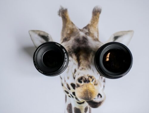 Image of a giraffe with binoculars