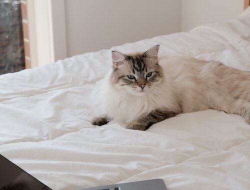 ragdoll cat laying on the bed