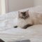 ragdoll cat laying on the bed