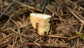 Thin wild ants eating in forest