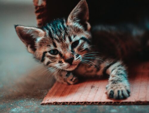 Close-up Photo of Kitten Lying Down on Cardboard