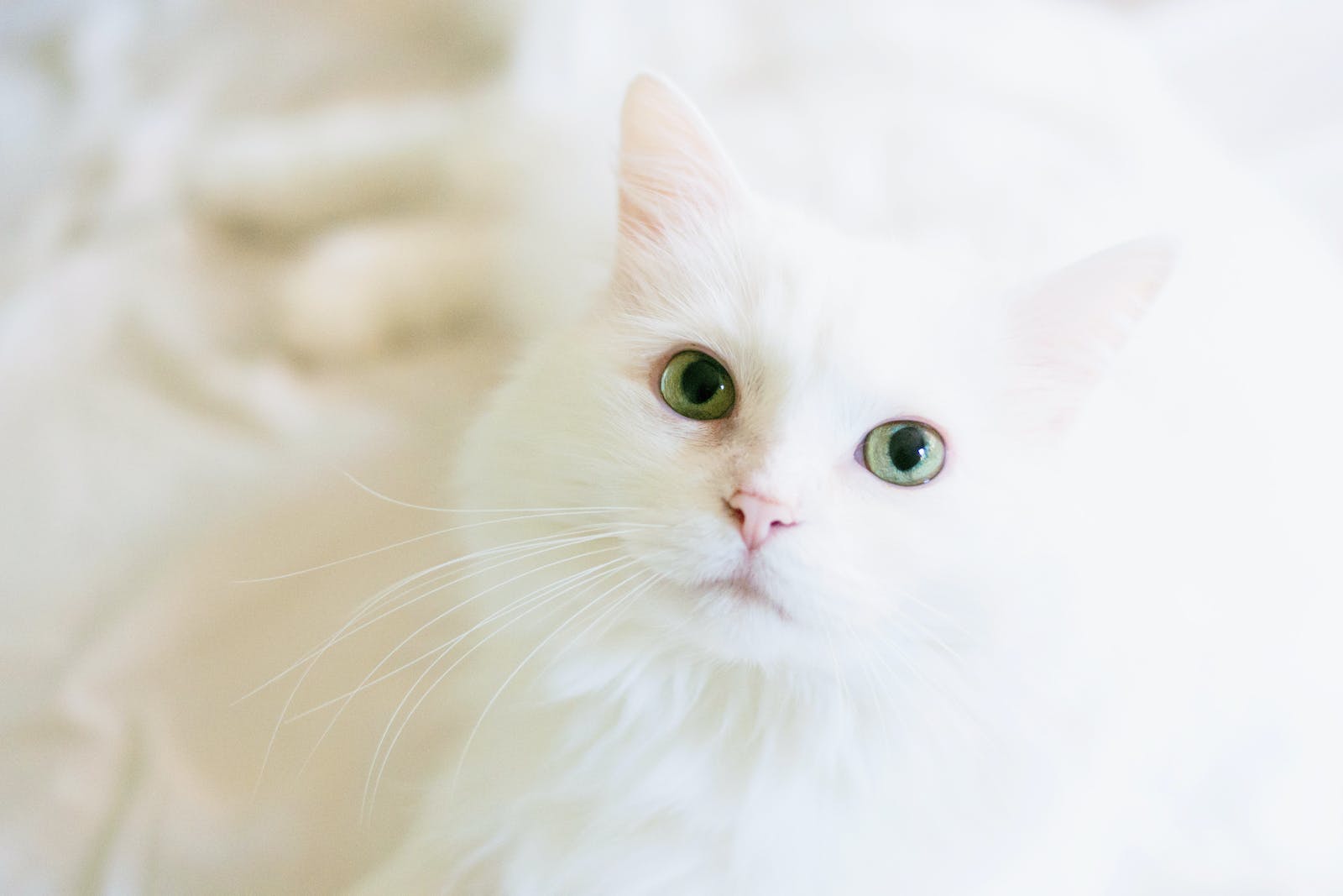 white cat pet
