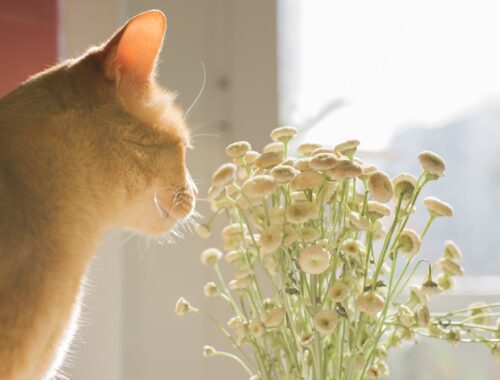 Cat Smelling the Flowers
