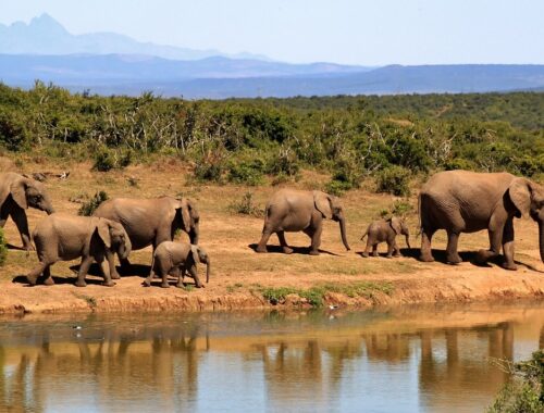 A big family of elephants on safari