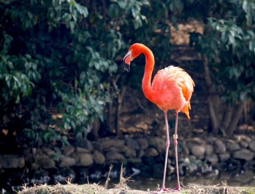 an orange flamingo in a natural backgrond