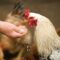 Person Feeding White Chicken Outdoor