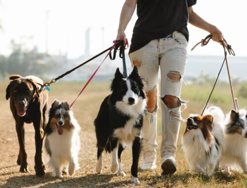 Group of dog friends walk together with a woman