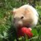 hamster eating a strawberry