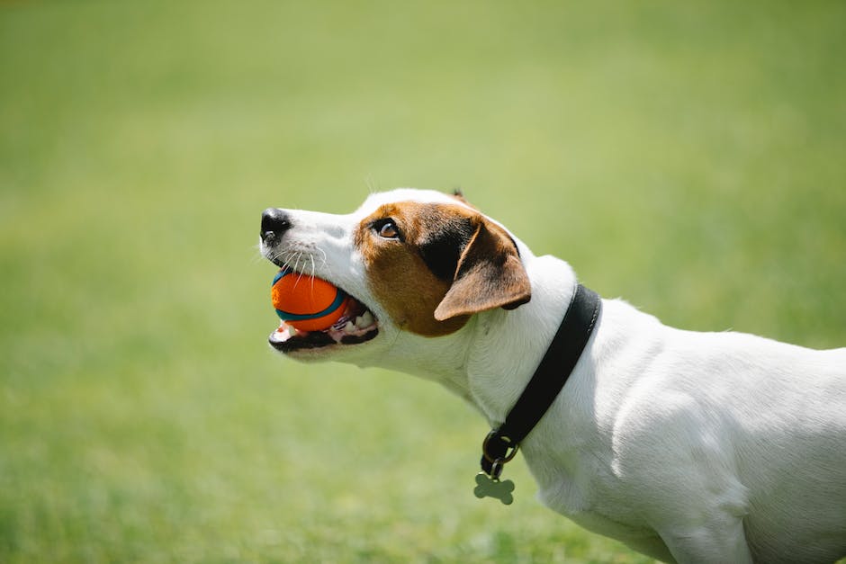 side picture of a dog in a park with a leather collar
