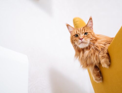 Orange Main Coone Cat on a Yellow Chair