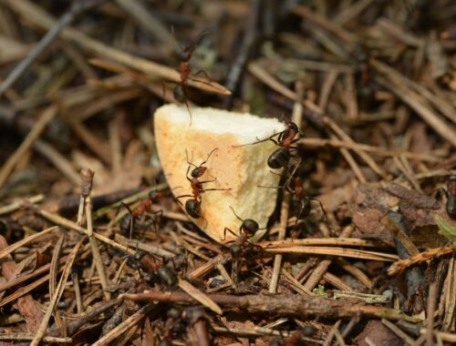 Thin wild ants eating in forest