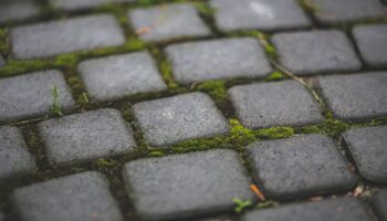 Paving stones with moss