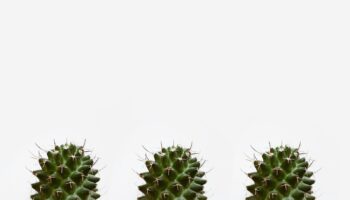 Close-Up Photo of Three Cactus