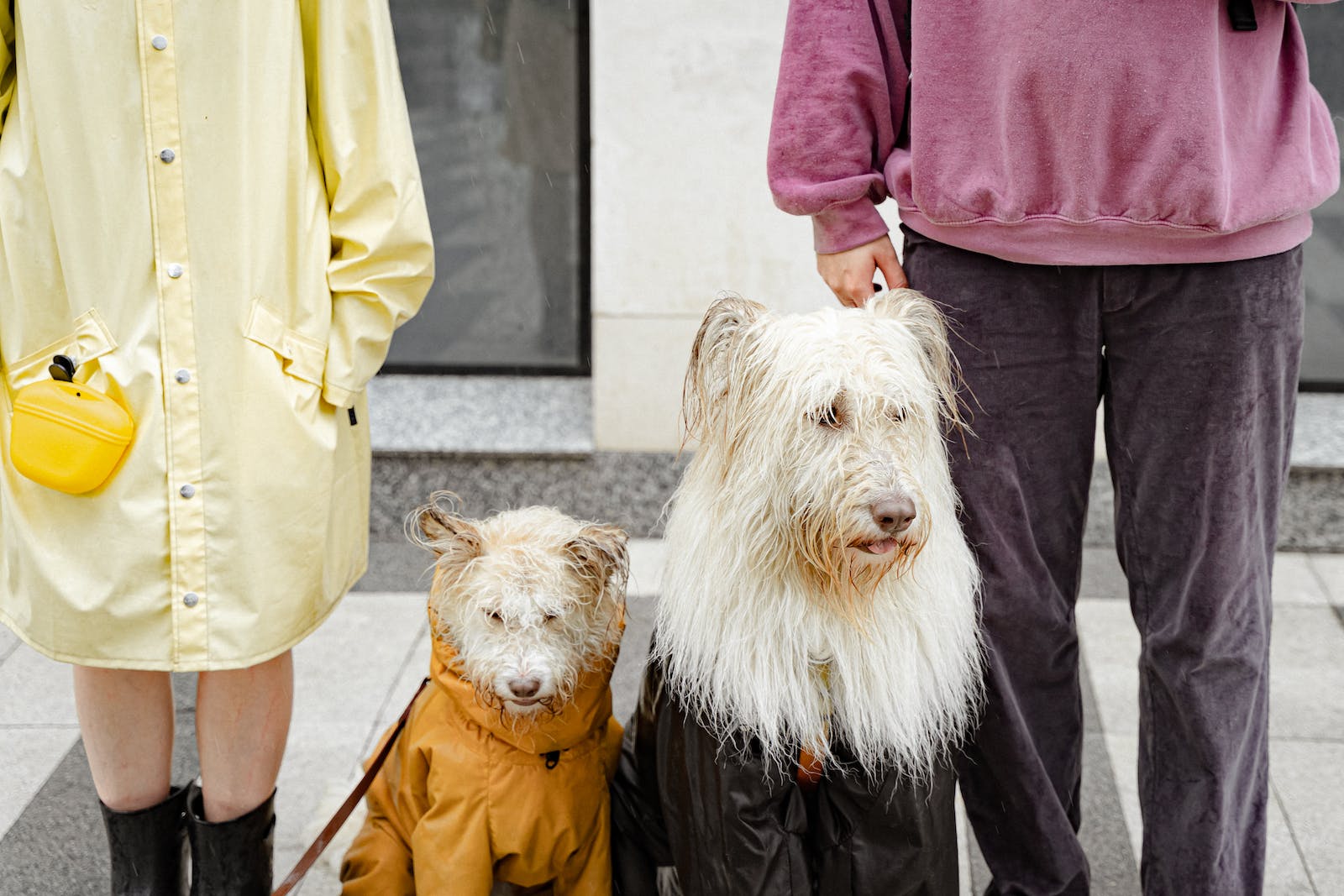 Couple Standing with their Dogs in Raincoats