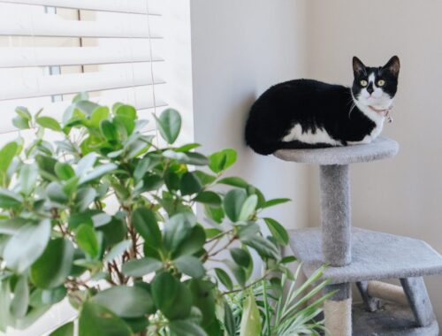 Adorable cat with attentive gaze lying on scratching post near plant while looking up at home