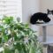 Adorable cat with attentive gaze lying on scratching post near plant while looking up at home