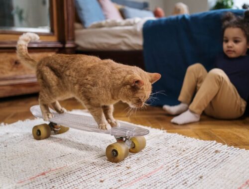 Orange Tabby Cat Riding on Penny Board