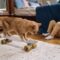 Orange Tabby Cat Riding on Penny Board