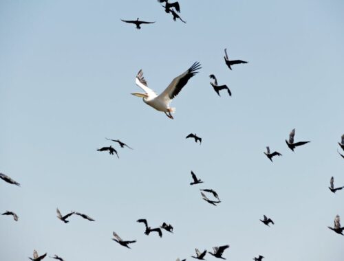 Pelican Snd Seagulls Flying