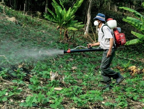 Man Spraying Pesticides in Wood