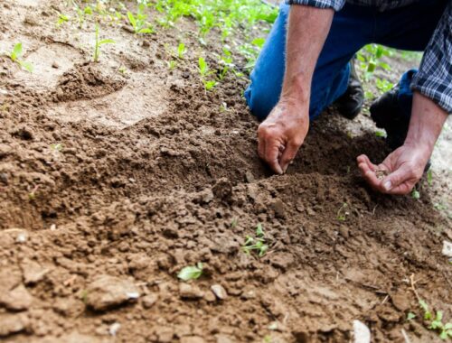 Man Planting Plant