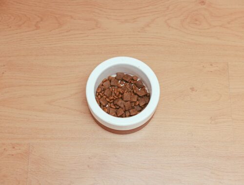 Dog Food in a Pet Bowl on a Wooden Surface