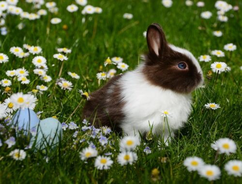 White and Brown Rabbit on Green Grass Field