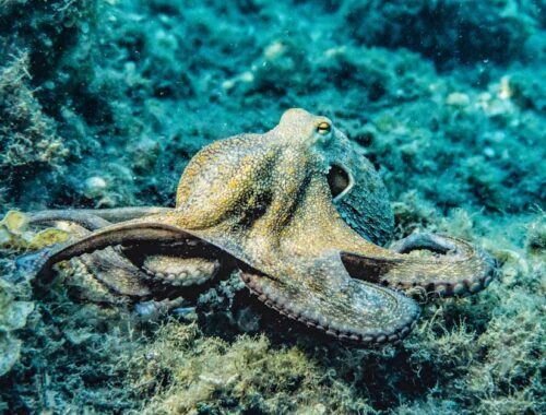 Selective Focus Photography of Octopus