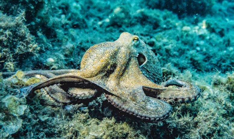 Selective Focus Photography of Octopus